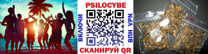 Псилоцибиновые грибы Psilocybe  Купить где  Никольское 